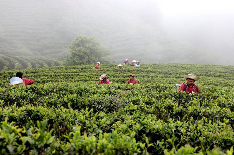 关于遵义春日采茶，趣“看海”的内容(28)