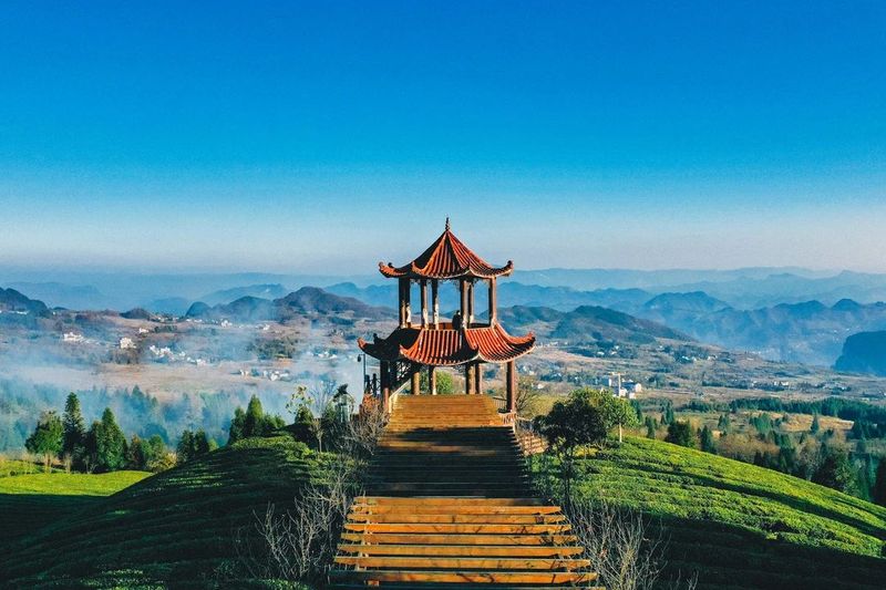 关于遵义春日采茶，趣“看海”的内容(15)