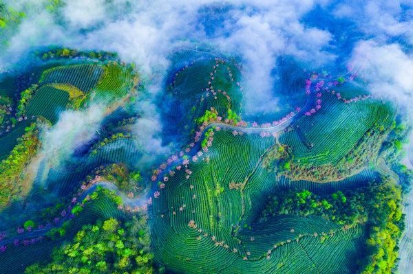 关于遵义春日采茶，趣“看海”的内容(23)