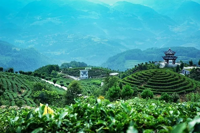 关于遵义春日采茶，趣“看海”的内容(21)