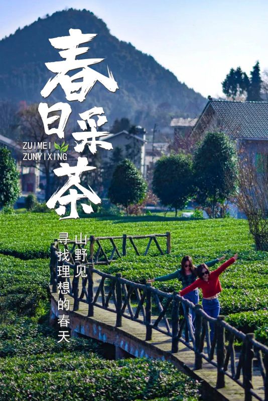 关于遵义春日采茶，趣“看海”的内容