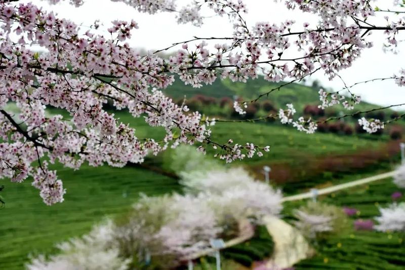 关于遵义春日采茶，趣“看海”的内容(8)