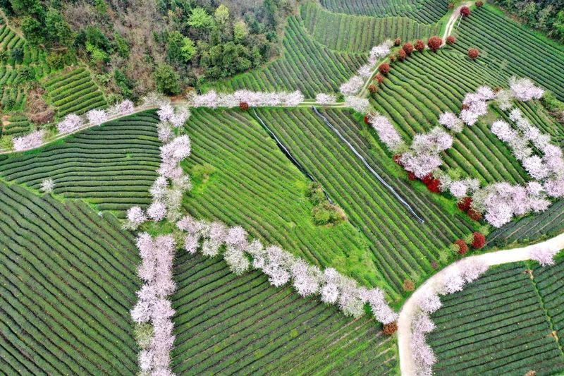 关于遵义春日采茶，趣“看海”的内容(25)
