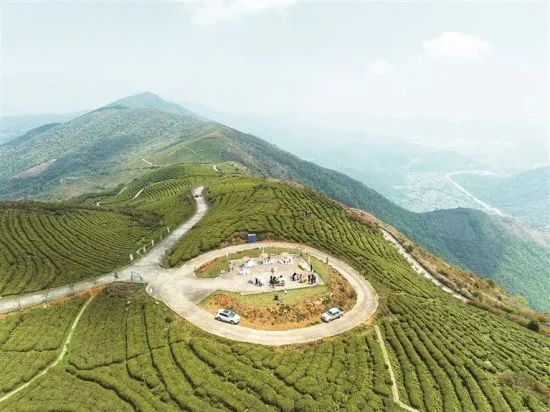 关于福鼎佳阳：茶香四溢满畲乡的消息(1)