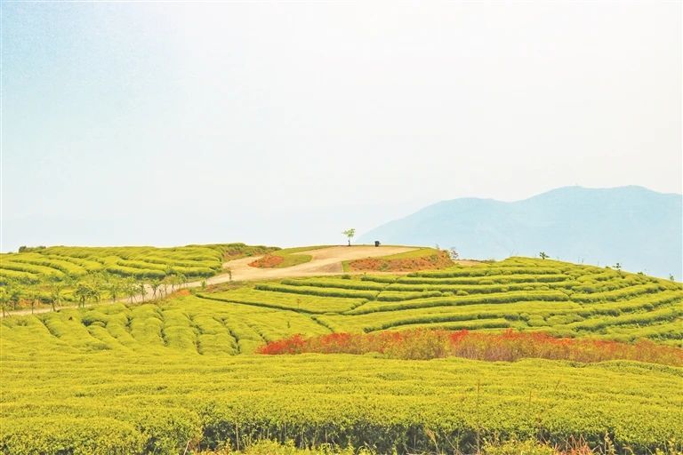 关于福鼎佳阳：茶香四溢满畲乡的消息