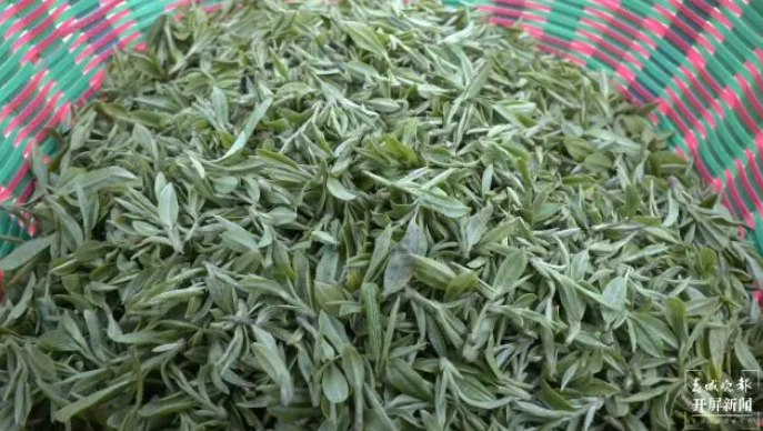 有关于文山广南首批龙井茶抢“鲜”开采的信息(2)