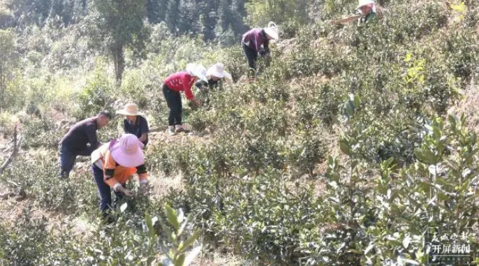 有关于文山广南首批龙井茶抢“鲜”开采的信息