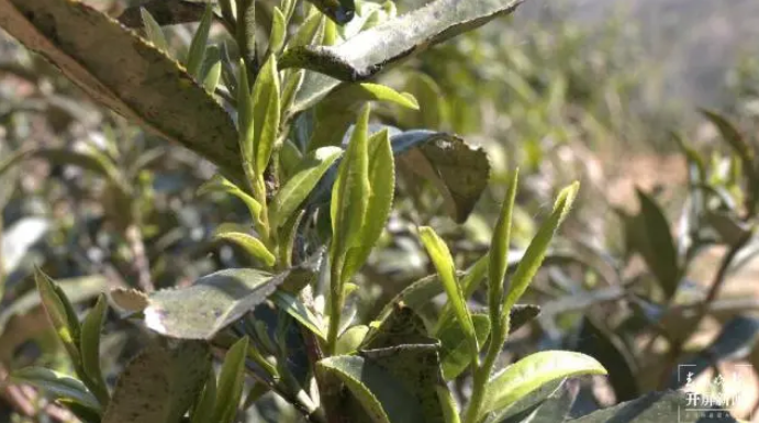 有关于文山广南首批龙井茶抢“鲜”开采的信息(1)