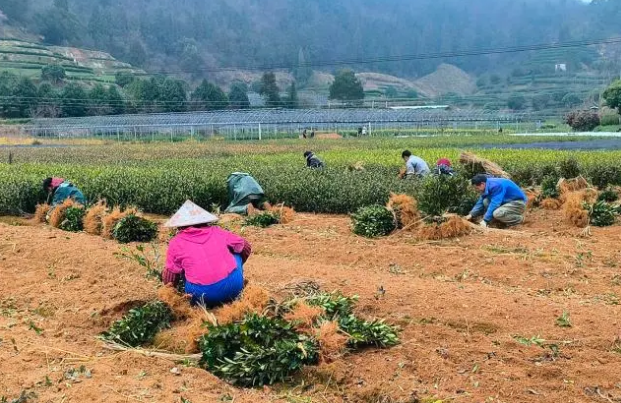 关于春意正浓茶香飘 又是一年茶事忙的消息(2)