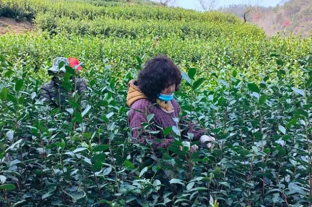 关于春意正浓茶香飘 又是一年茶事忙的消息