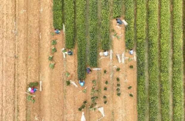 关于春意正浓茶香飘 又是一年茶事忙的消息(3)