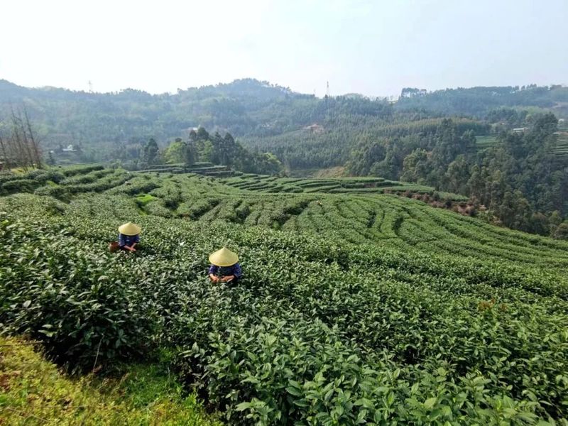 关于沙湾 600吨！8000万元！这里的春茶采摘高峰期要来了的最新消息(2)