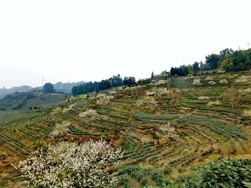 关于沙湾 600吨！8000万元！这里的春茶采摘高峰期要来了的最新消息