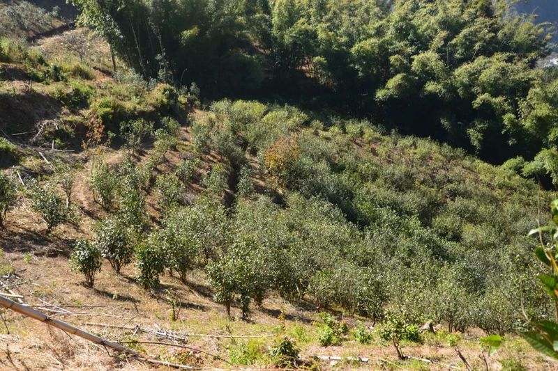 有关于镇康县政协副主席查康院坝协商会前调勐捧流水村茶产业发展及茶叶品质提升工作的最新消息(2)