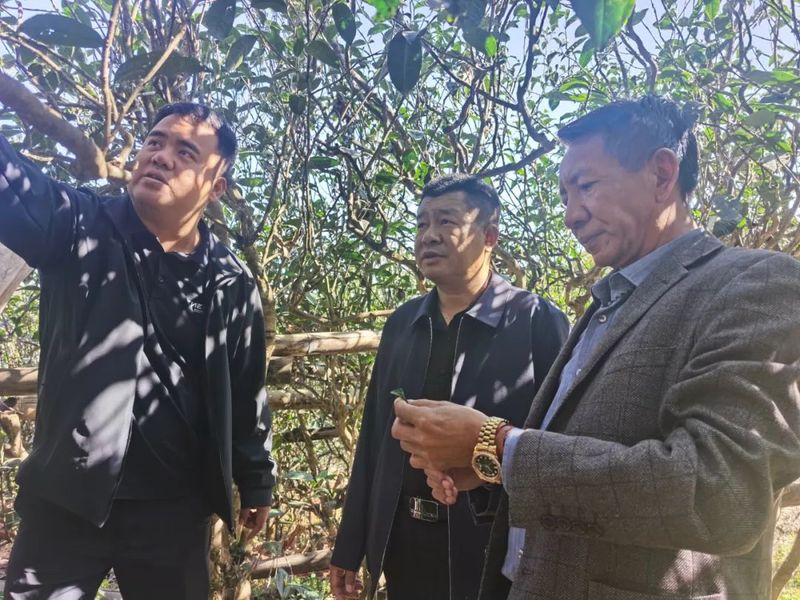 有关于镇康县政协副主席查康院坝协商会前调勐捧流水村茶产业发展及茶叶品质提升工作的最新消息(1)