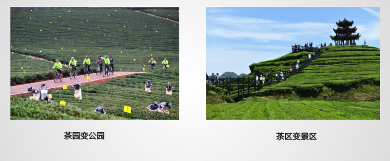 关于2023中国茶叶出口量价齐跌后，会触底反弹吗？的消息(7)