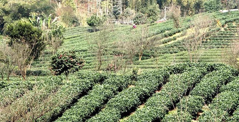 有关于高县复兴镇春日赛黄金 茶企生产忙的消息(2)