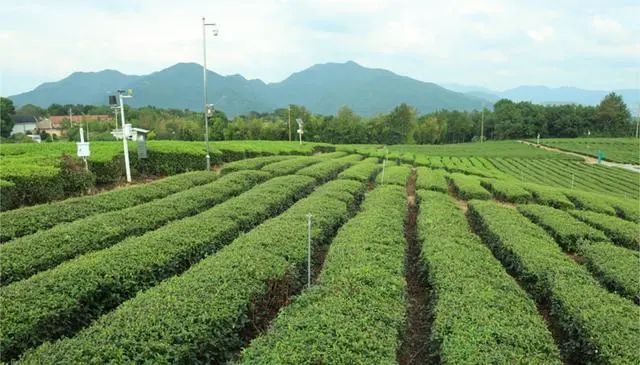 关于茶产业大脑“新昌模式”：奠定茶产业数字化高质量发展基石的消息