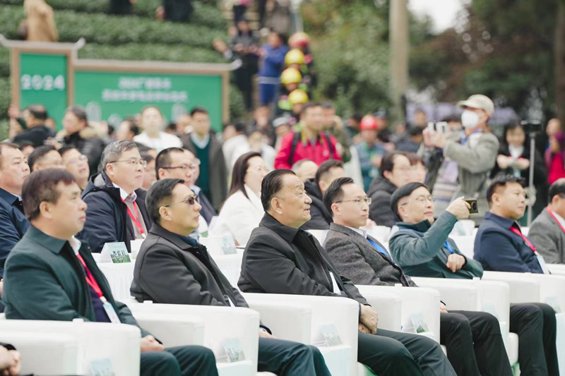 有关于壮乡春来早，桂茶香天下。2024广西春茶暨昭平有机茶开采系列活动正式启动！的相关内容(2)