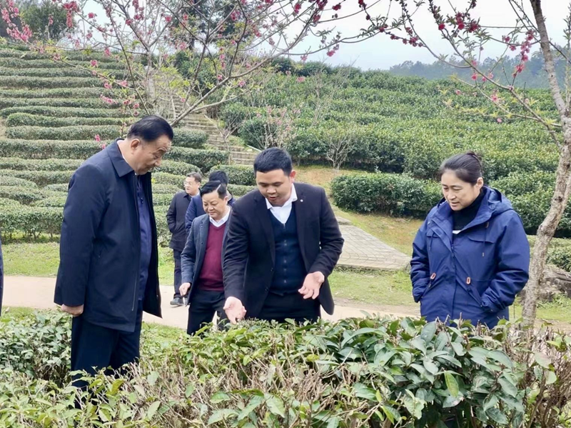 有关于壮乡春来早，桂茶香天下。2024广西春茶暨昭平有机茶开采系列活动正式启动！的相关内容(9)