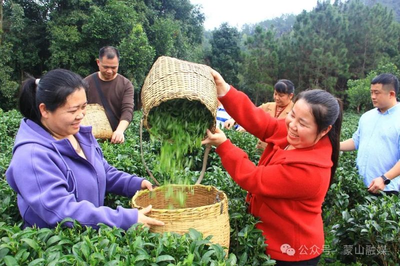 有关于黄村镇：人勤春来早 春茶采摘忙的相关信息(1)