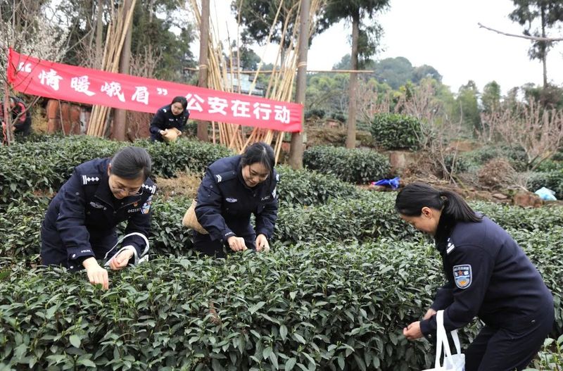有关于茶园好“警”色！峨眉公安帮助残疾茶农采摘春茶的消息