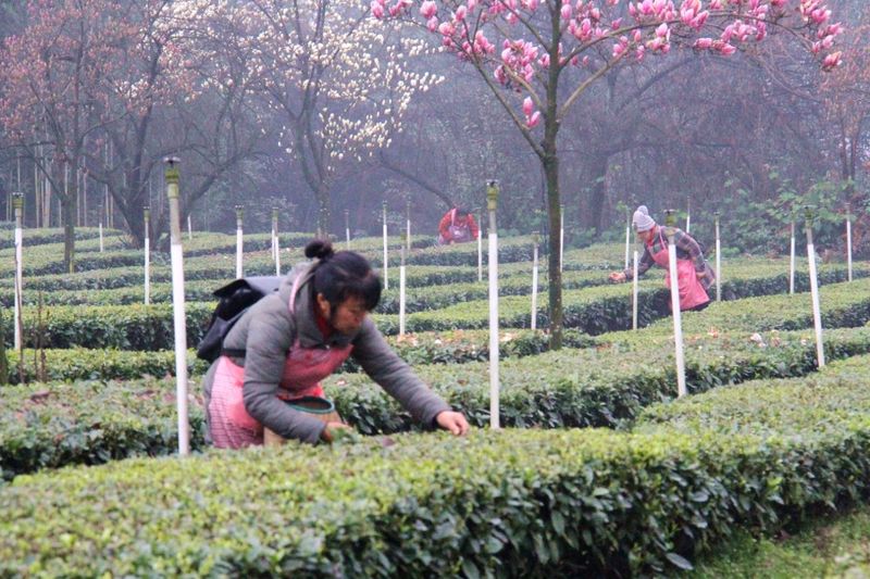 有关于高县：春来茶山 风光如画的相关内容(3)