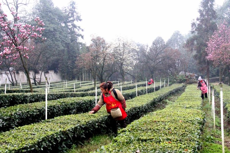 有关于高县：春来茶山 风光如画的相关内容(5)