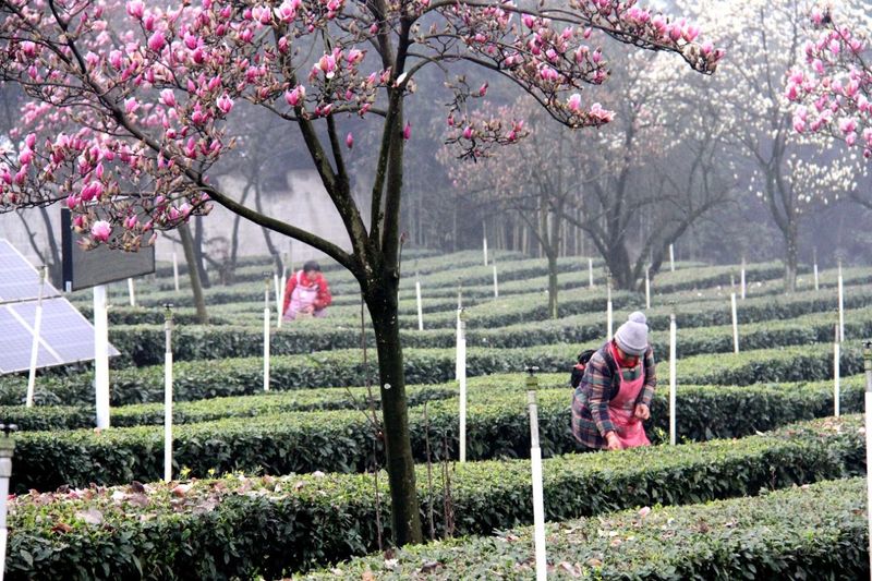 有关于高县：春来茶山 风光如画的相关内容(1)