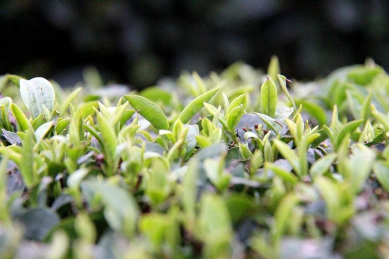 有关于高县：春来茶山 风光如画的相关内容(4)