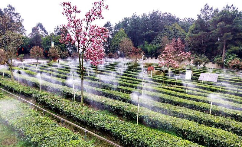 有关于高县：春来茶山 风光如画的相关内容