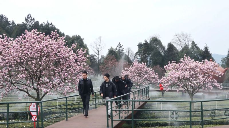 有关于高县：春来茶山 风光如画的相关内容(7)