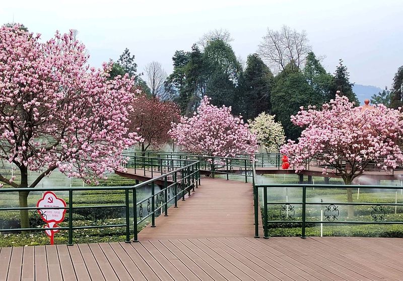 有关于高县：春来茶山 风光如画的相关内容(6)