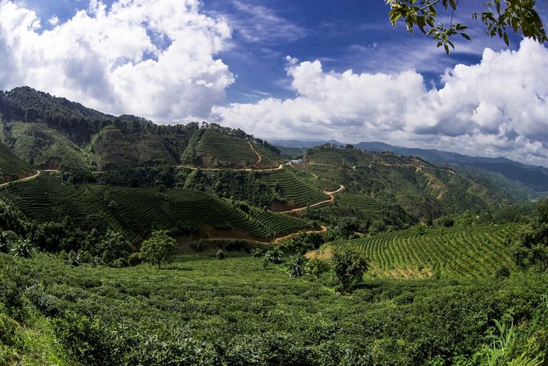 关于“一带一路”典型案例⑤习大大叮嘱过的茶,出口怎样?的信息