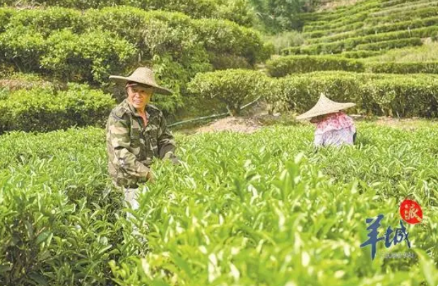 有关于聚焦非遗“出圈”，如何做好“一片叶子”茶文章？的相关内容