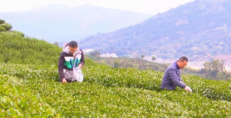 有关于为期15天！福鼎开展茶青质量安全专项监测行动的消息(1)