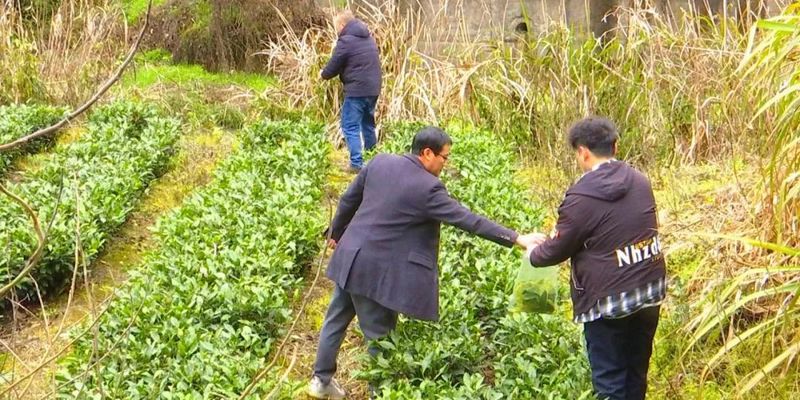 有关于为期15天！福鼎开展茶青质量安全专项监测行动的消息(2)