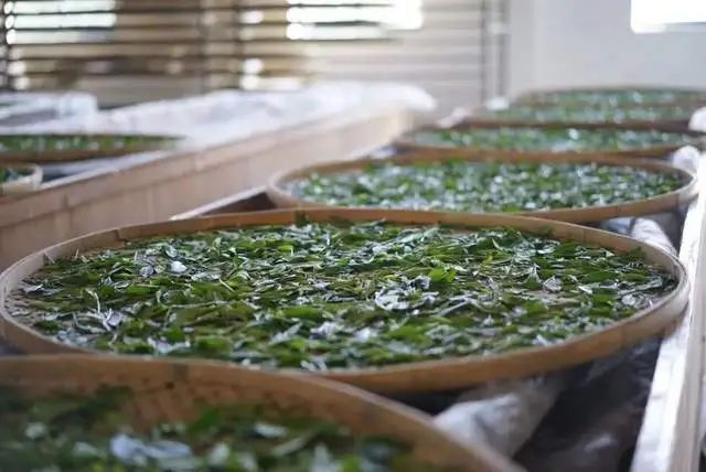 关于今日实施！T/CTSS 70-2023 浙江白茶加工技术规程的相关信息(3)