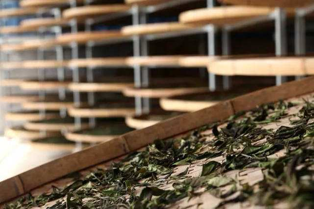 关于今日实施！T/CTSS 70-2023 浙江白茶加工技术规程的相关信息(4)