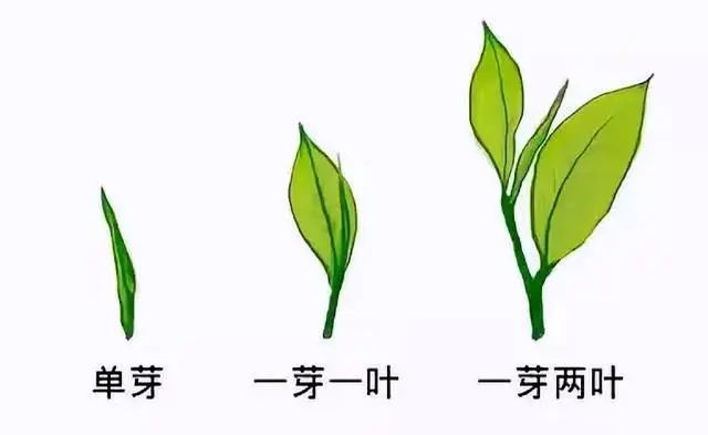关于今日实施！T/CTSS 70-2023 浙江白茶加工技术规程的相关信息(2)