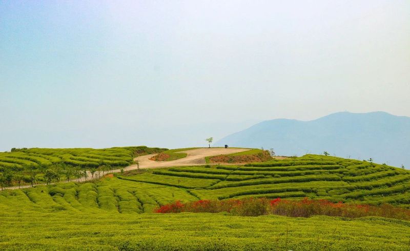 关于这里含茶量100%的相关内容(2)