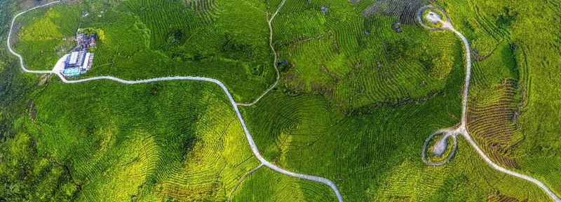 关于这里含茶量100%的相关内容