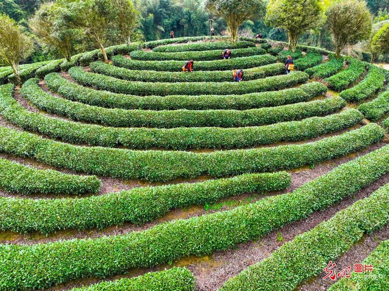 有关于早春茶园生态美的相关信息(1)