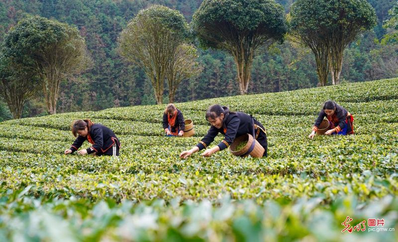 有关于早春茶园生态美的相关信息