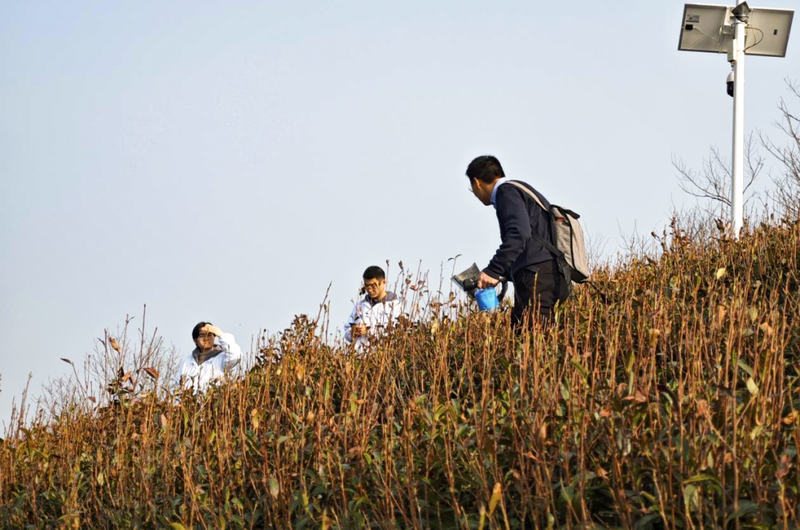 关于安徽农业大学桐城小花科技小院赴基地开展茶园冻害减灾行动的新闻(2)