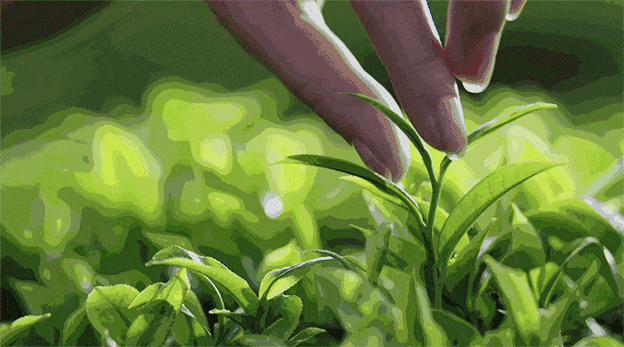 关于2024湖北各产区春茶“上市时间表”！你等的那杯茶正在路上的相关内容(3)