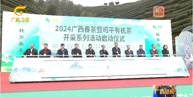 关于2024广西春茶暨昭平有机茶开采系列活动在贺州启动的相关内容