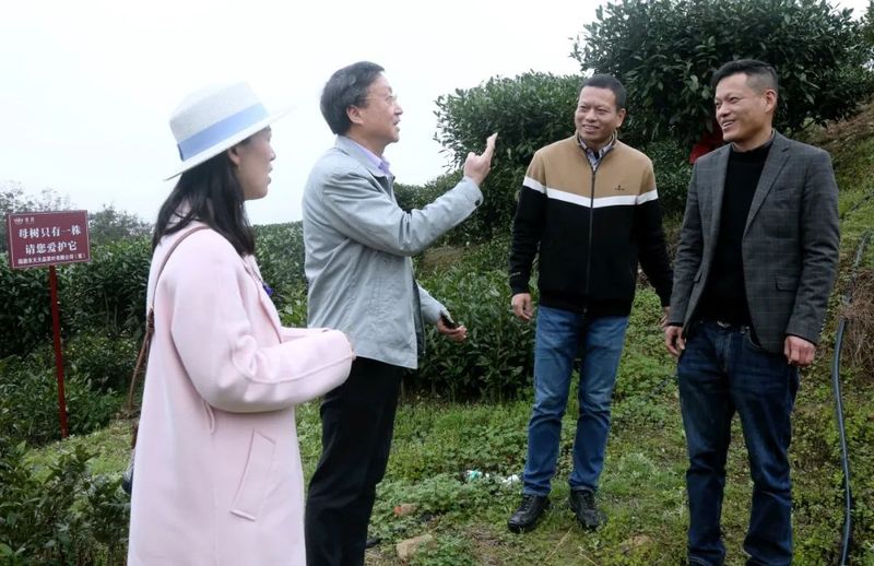 有关于茶科技：孙威江教授走进点头镇实地指导茶树管护的资讯(2)