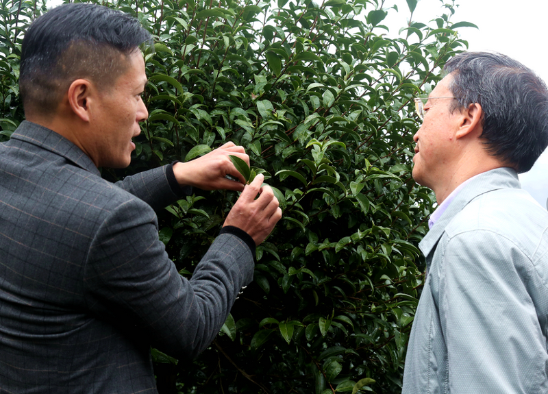 有关于茶科技：孙威江教授走进点头镇实地指导茶树管护的资讯(1)