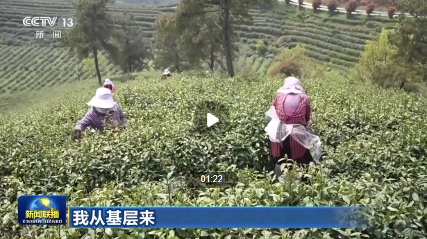 关于大别山的茶产业如何破圈创新？村支书梁云英提出了新建议的相关信息